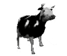 Cow Dancing GIF