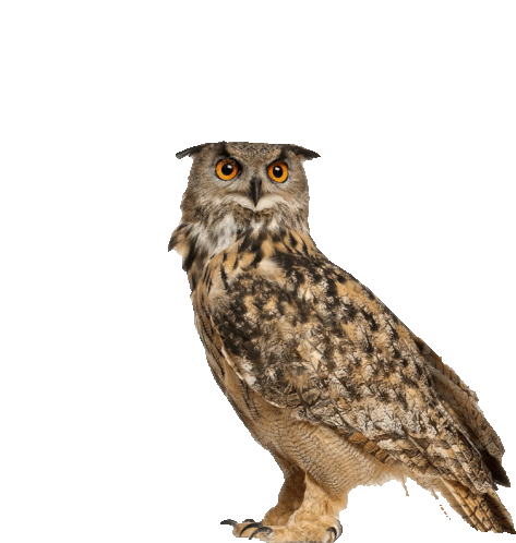 филин Owl Sticker - филин Owl Bird Stickers