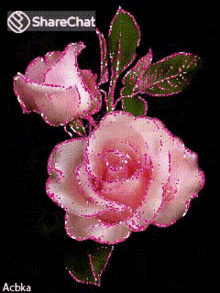 Flowers Pink Rose GIF