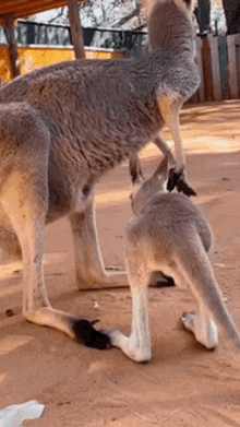 Kangaroo Slipping GIF - Kangaroo Slipping GIFs