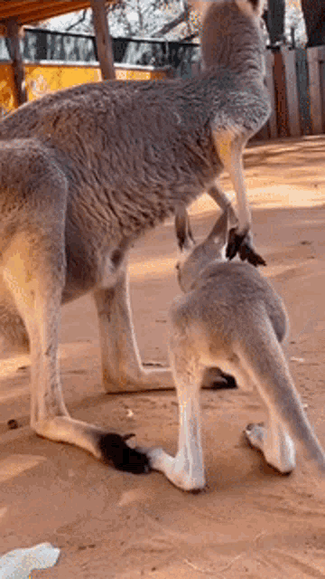 [Image: kangaroo-slipping.gif]