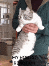Komaru Cat GIF - Komaru Cat Reaction GIFs
