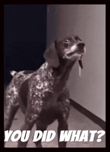 a picture of a dog with the words " you did what " above it