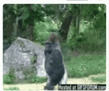 no gorilla running ina hurry bye