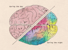 Cerveau GIF - Cerveau During The Day During The Night GIFs