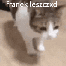 Franek Leszcz GIF - Franek Leszcz GIFs