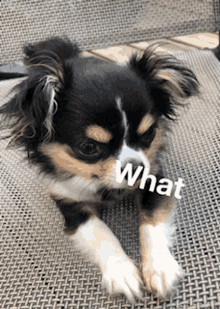 What Cindywhat GIF - What Cindywhat Dog GIFs