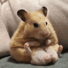 Scared Hamster Scared GIF