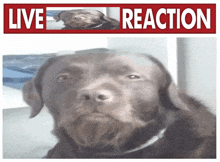 Varg Dog GIF - Varg Dog My Honest Reaction GIFs