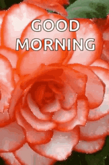 Good Morning Blessed Day GIF - Good Morning Blessed Day Great Day GIFs