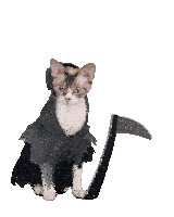 a cat in a grim reaper costume with a speech bubble that says " slay "