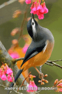 a bird is perched on a tree branch with pink flowers and the words happy belated birdday