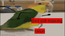 Bird Missing GIF - Bird Missing GIFs