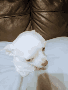Chihuahua Dog GIF - Chihuahua Dog Dogs GIFs