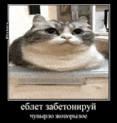 a cat is laying on a counter and looking at the camera with a caption in russian .