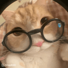 a close up of a cat wearing glasses with a snapedit watermark