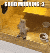 Cat Good Morning GIF - Cat Good Morning Morning GIFs