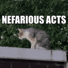 Pucci Nefarious Acts GIF - Pucci Nefarious Acts Crimes GIFs