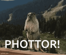 Squirrel Phottor GIF - Squirrel Phottor Screaming GIFs