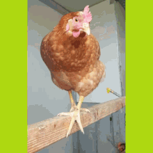 Wirlandwirten Huhn GIF - Wirlandwirten Huhn Chicken GIFs