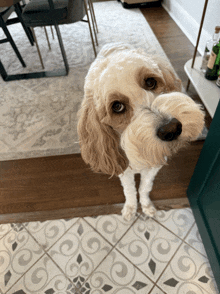 a brown and white dog standing on a tiled floor looking at the camera