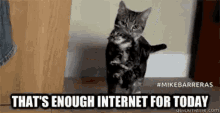 Kitten Thats Enough Internet GIF - Kitten Thats Enough Internet Mike Barreras GIFs
