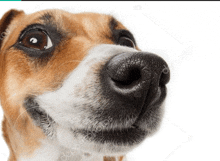 Dog Pvpus GIF - Dog Pvpus Zoom GIFs