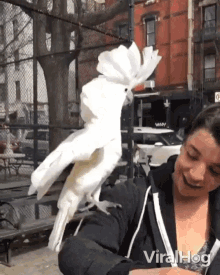 Jumping Excited GIF - Jumping Excited Parrot GIFs
