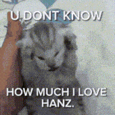 Hanz I Love Hanz GIF - Hanz I Love Hanz Hanz Cat GIFs