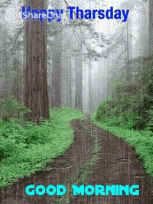 good morning rainy day road forest nature