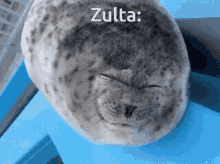 Zulta Seal GIF - Zulta Seal GIFs