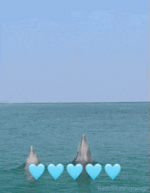 Happy Birthday Dolphin GIF - Happy Birthday Dolphin Dolphins GIFs