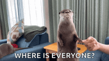 an otter standing on its hind legs with the words " where is everyone " behind it
