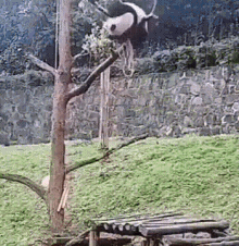 Panda Fail GIF - Panda Fail GIFs