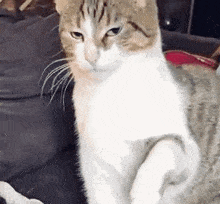 Marco Polo Cat Not Amused Cat Grumpy GIF - Marco Polo Cat Not Amused Marco Polo Cat Grumpy GIFs