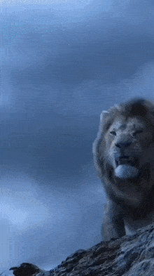 a lion standing on top of a rocky hill with its mouth open .