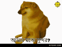 Doge Doge Gif GIF - Doge Doge Gif Cute Doge GIFs