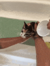 Cat Cat Meme GIF - Cat Cat Meme Flip GIFs