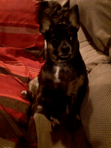 Chihuahua Dog GIF - Chihuahua Dog GIFs