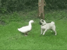 Don'T Cross Me. GIF - Duck Dog Pug GIFs