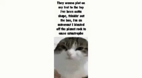 misery cat meme