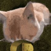 a cat is looking at a piece of yellow cheese