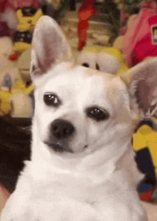 a small white dog is looking at the camera in front of a pile of stuffed animals