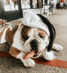 a brown and white dog wearing a hat that says batter on it