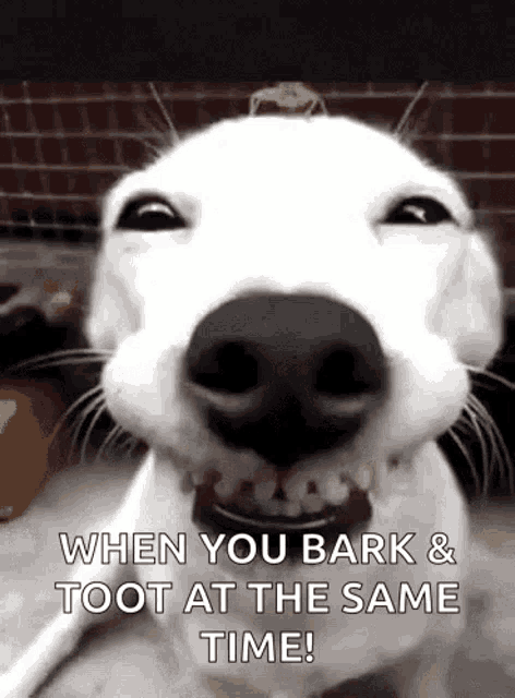 Funny Dogs Cute GIF - Funny Dogs Cute Smile - Discover & Share GIFs
