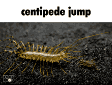 Centipede Jump Centipede GIF - Centipede Jump Centipede Scutigera GIFs