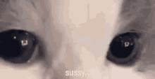 Sus Sussy GIF - Sus Sussy GIFs