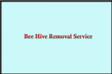 Bee Hive Removal Service Near Me Honey Bee Removal Near Me GIF