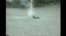 Fireworks Fido Becomes A 4th Of July Hazard GIF
