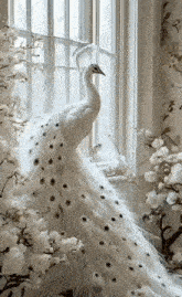 a white peacock stands in front of a window